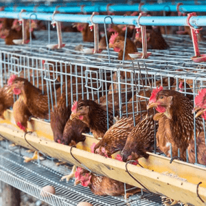 poultry HIGHLIGHT-min-min