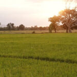 cheap rice mill, rice mill india, rice mill machine, rice milling machine, mini rice mill, uganda, rwanda, kenya, ivory coast, egypt, mali, africa