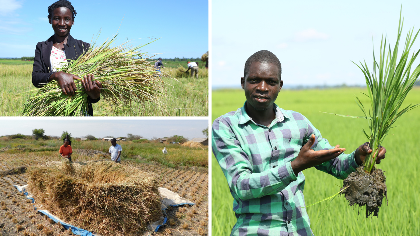 cheap rice mill, rice mill india, rice mill machine, rice milling machine, mini rice mill, uganda, rwanda, kenya, ivory coast, egypt, mali, africa, destoner, polisher, grader, color sorter, sortex