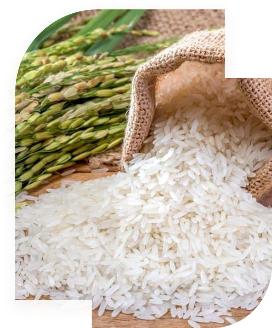 rice 1 Doctor2 pose 2