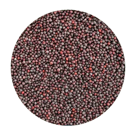 Black mustard min.png