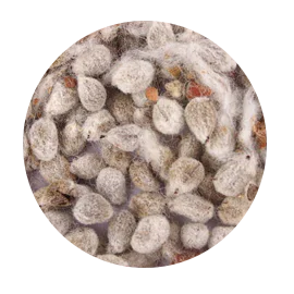 COTTON SEED.png