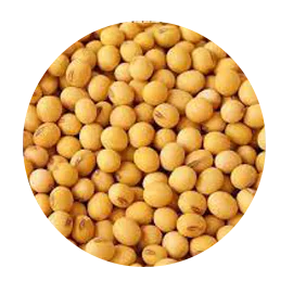 SOYABEAN.png