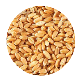 WHEAT.png