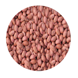 groundnut min.png