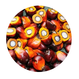 palmkernel min