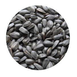 sunflower min.png